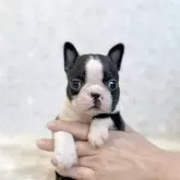 ボストンテリア