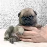 パグ