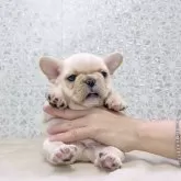 フレンチブルドッグ