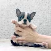 ボストンテリア
