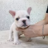 フレンチブルドッグ