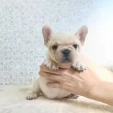 フレンチブルドッグ