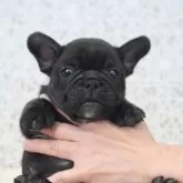 フレンチブルドッグ