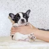 フレンチブルドッグ