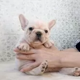 フレンチブルドッグ