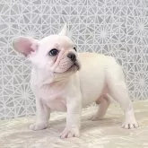 フレンチブルドッグ【埼玉県・男の子・2024年12月8日・クリーム】の写真1