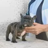 フレンチブルドッグ【埼玉県・男の子・2025年9月20日・ブリンドル】の写真1