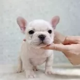 フレンチブルドッグ