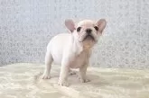 フレンチブルドッグ【埼玉県・男の子・2024年12月8日・クリーム】の写真6