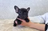フレンチブルドッグ【埼玉県・女の子・2024年12月20日・ブリンドル】の写真7