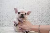 フレンチブルドッグ【埼玉県・男の子・2025年10月25日・クリーム】の写真5