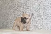 フレンチブルドッグ【埼玉県・女の子・2024年10月24日・フォーン】の写真8