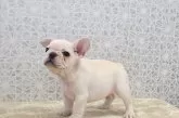 フレンチブルドッグ【埼玉県・男の子・2024年12月8日・クリーム】の写真3