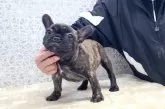 フレンチブルドッグ【埼玉県・女の子・2024年12月1日・ブリンドル】の写真8