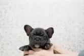 フレンチブルドッグ【埼玉県・男の子・2024年10月28日・ブリンドル】の写真6