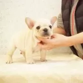 フレンチブルドッグ【埼玉県・男の子・2025年12月9日・クリーム】の写真7