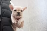 フレンチブルドッグ【埼玉県・男の子・2025年10月25日・クリーム】の写真6