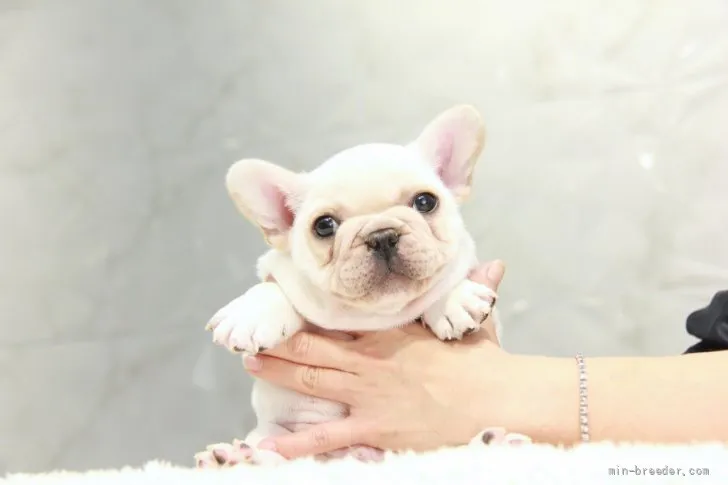 ID:2203-00889の子犬