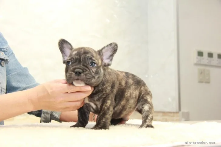 ID:2111-00383の子犬
