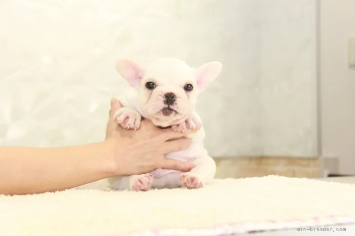 ID:2108-01464の子犬