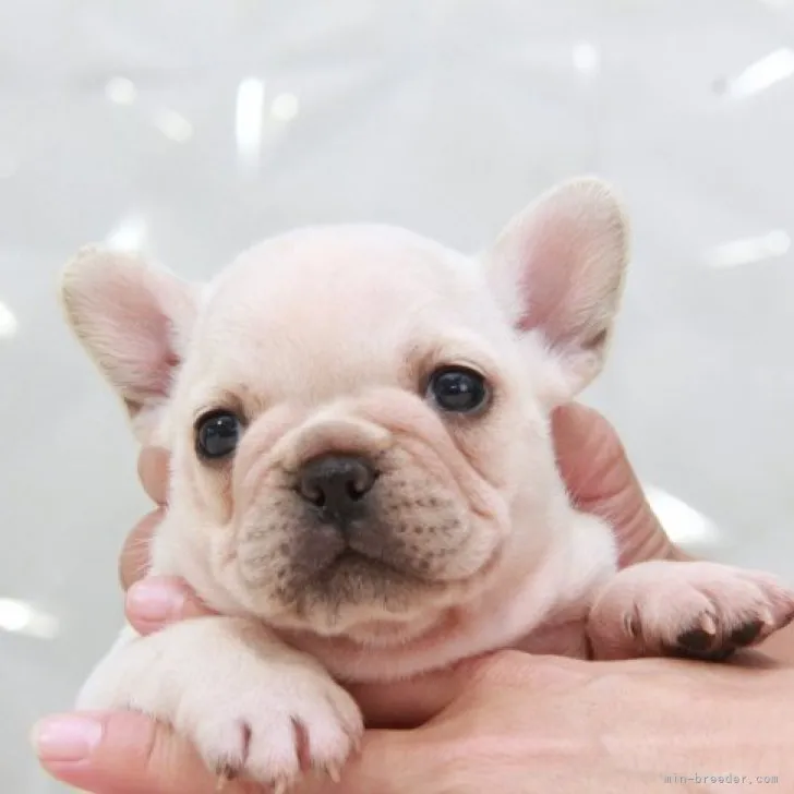 ID:2309-04643の子犬