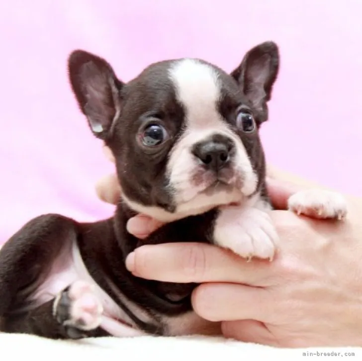 ID：2308-01962の子犬