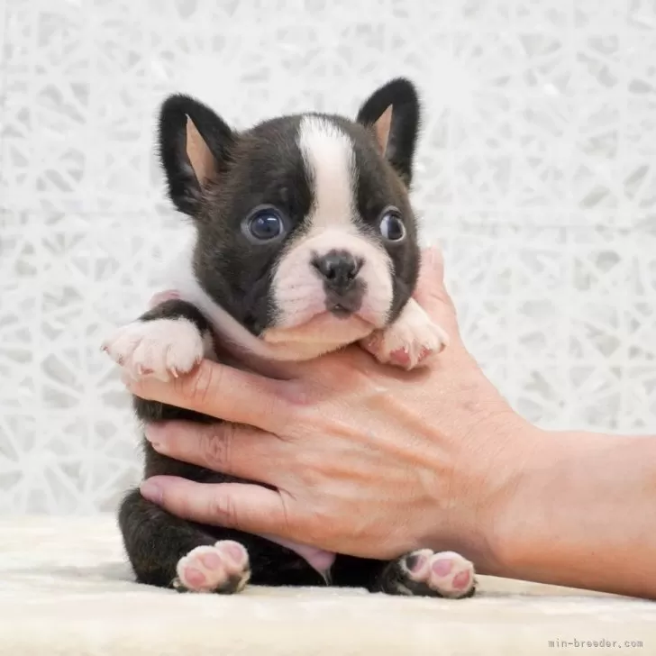 ID：2410-07768の子犬