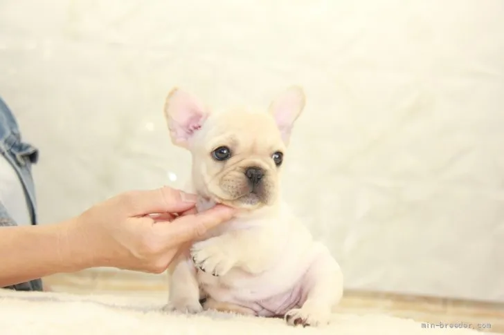 ID:2109-02079の子犬