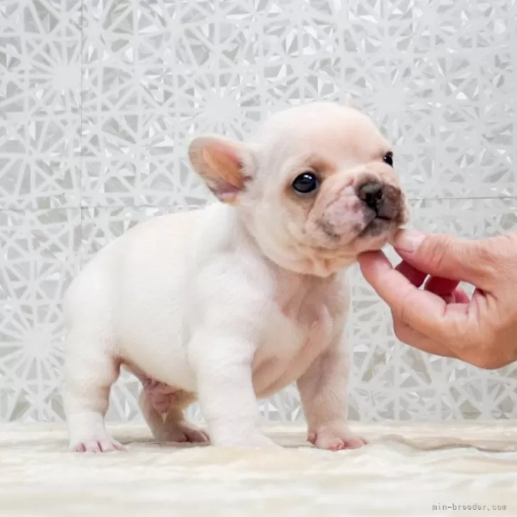ID：2410-08049の子犬