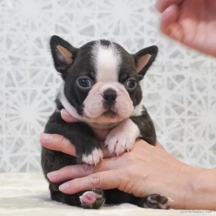 ID:2410-07767の子犬