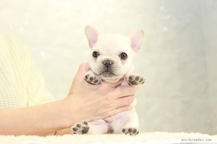 ID：2111-03958の子犬