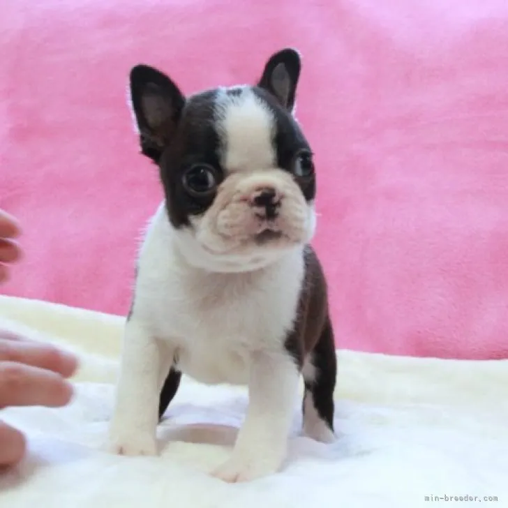 ID：2310-03110の子犬