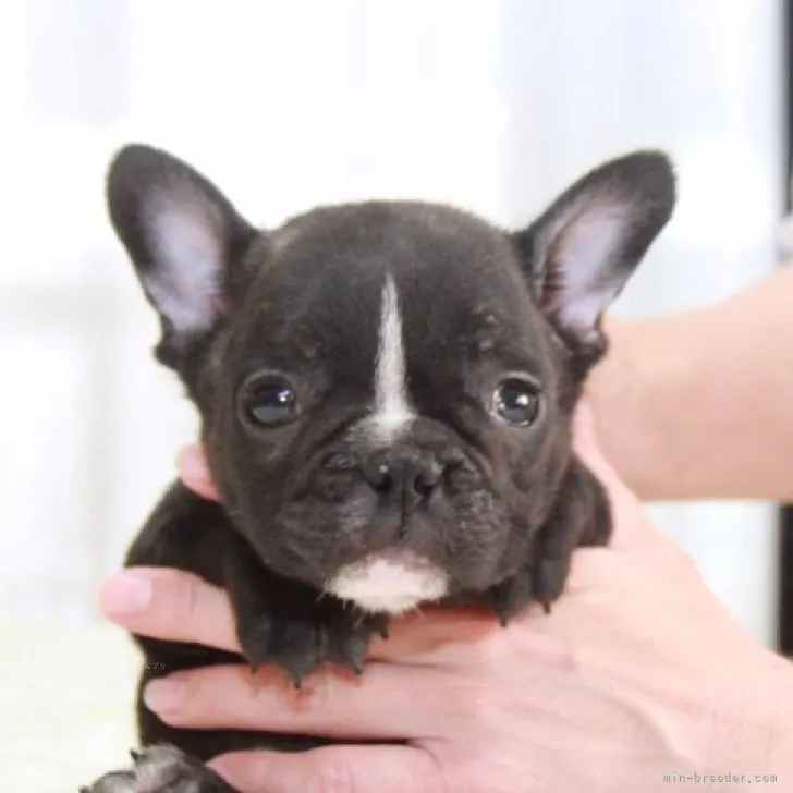かたづけくん 様のお迎えした子犬
