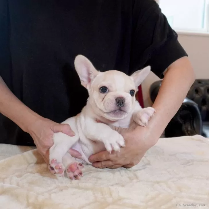 ID:2407-00618の子犬