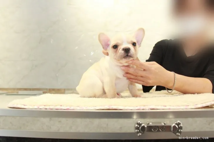 ID：2108-01467の子犬