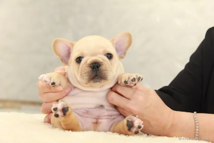 ID：2107-03415の子犬