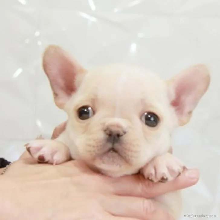 ID：2212-04134の子犬
