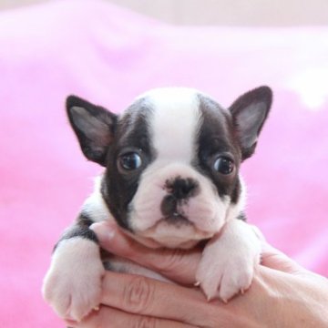 ボストンテリア【埼玉県・女の子・2023年9月8日・ボストンカラー】の写真「EXCELLENT★★★」