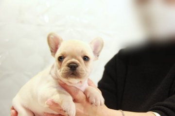 フレンチブルドッグ【埼玉県・男の子・2022年1月3日・クリーム】の写真「小ぶりな３兄妹！！」
