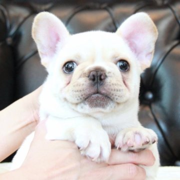 フレンチブルドッグ【埼玉県・男の子・2024年4月4日・クリーム】の写真「EXCELLENTパピー！」