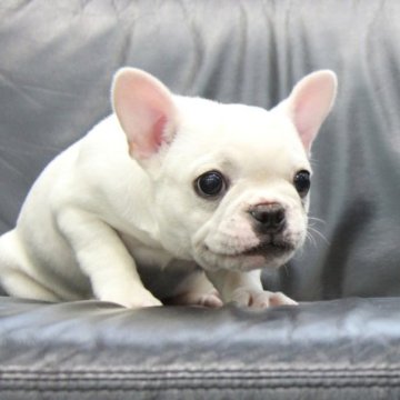 フレンチブルドッグ【埼玉県・女の子・2022年12月24日・クリーム】の写真「お目目ぱっちりまん丸お顔の女の子！」