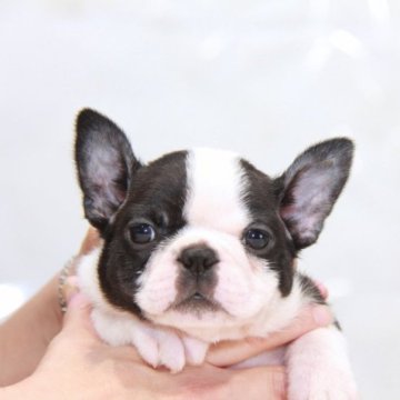 ボストンテリア【埼玉県・男の子・2023年4月22日・ボストンカラー】の写真「EXCELLENT★★★」