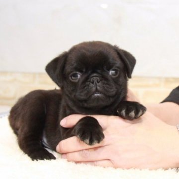 パグ【埼玉県・女の子・2023年8月11日・ブラック】の写真「愛嬌たっぷりな女の子！」