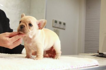 フレンチブルドッグ【埼玉県・女の子・2022年1月3日・クリーム】の写真「小ぶりな３兄妹！！」