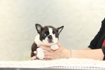 ボストンテリア【埼玉県・女の子・2021年9月1日・ボストンカラー】の写真「ボディーバランス最高です！」