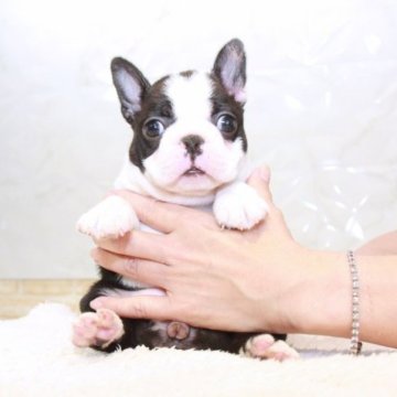 ボストンテリア【埼玉県・女の子・2023年7月26日・ボストンカラー】の写真「SUPER EXCELLENT！！」