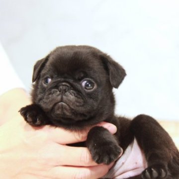 パグ【埼玉県・女の子・2023年7月11日・ブラック】の写真「ムチムチで愛らしい小ぶりな女の子！」