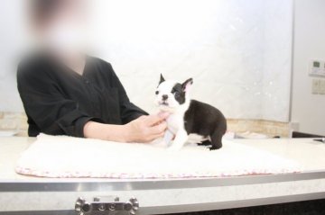 ボストンテリア【埼玉県・女の子・2022年4月2日・ボストンカラー】の写真「スタイリッシュなボディーバランスです！」