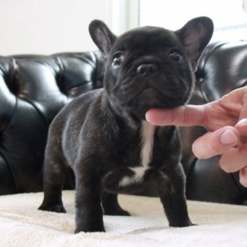 フレンチブルドッグ【埼玉県・男の子・2024年5月22日・ブリンドル】の写真「優しいお顔でムチムチボディーの男の子！」