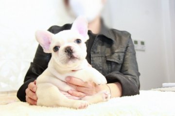 フレンチブルドッグ【埼玉県・男の子・2022年1月23日・クリーム】の写真「甘えん坊のムチムチ男子！」